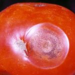 помидор томат