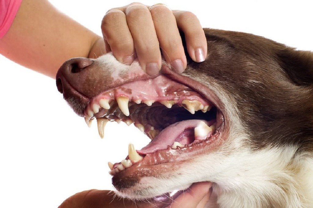 зубы и возраст собаки