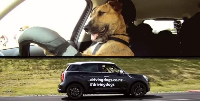 Знакомьтесь, Портер – пес который умеет водить авто