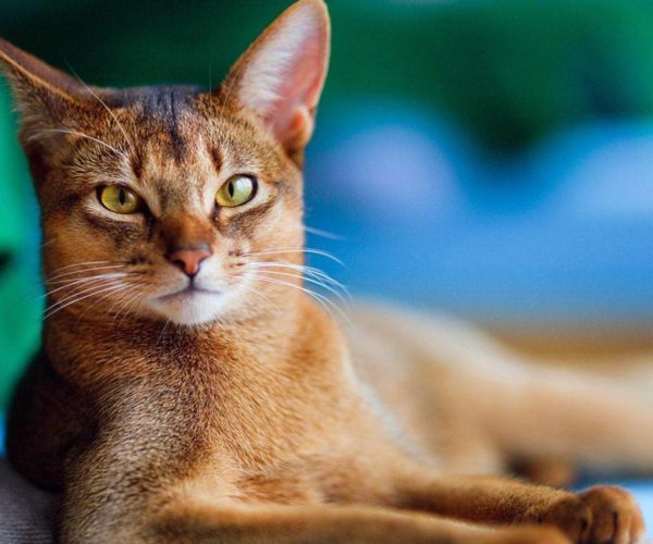 6 фактов об абиссинских кошках