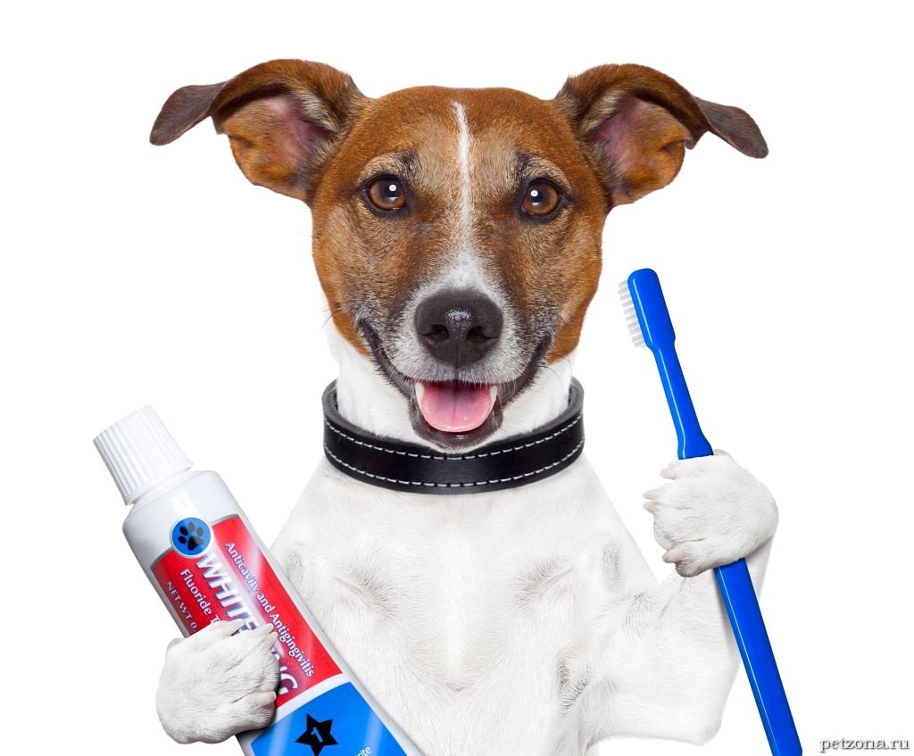 Должны ли вы чистить зубы своему псу?