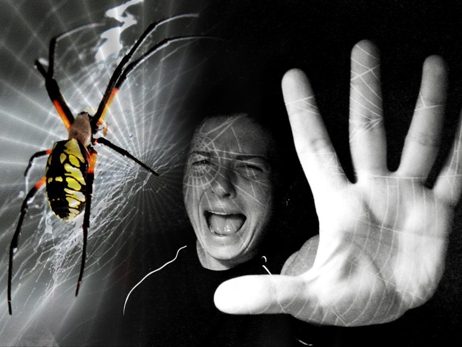 Арахнофобия. Как преодолеть страх перед пауками