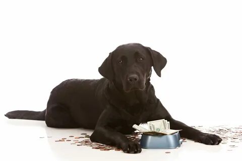 Разумные способы управления расходами на домашних животных