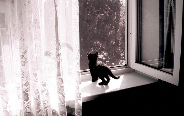 черный котенок на окне