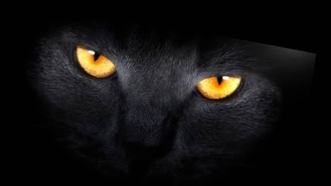17 ноября – День черных кошек
